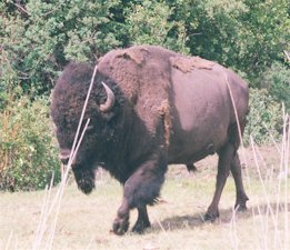 bison3.jpg (21952 bytes)