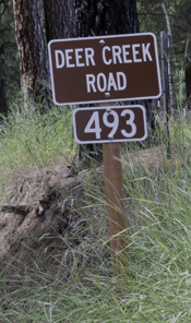 Forest-Road-Deer-Creek