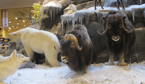 Wildlife Display at Cabelas