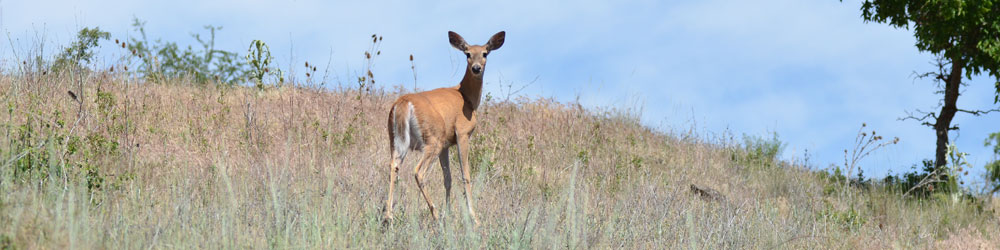 The deer spotted humans at Hells Canyon in Whitebird.