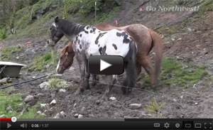 E Z Times Horseback Riding Video