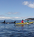 Crystal Seas Kayaking